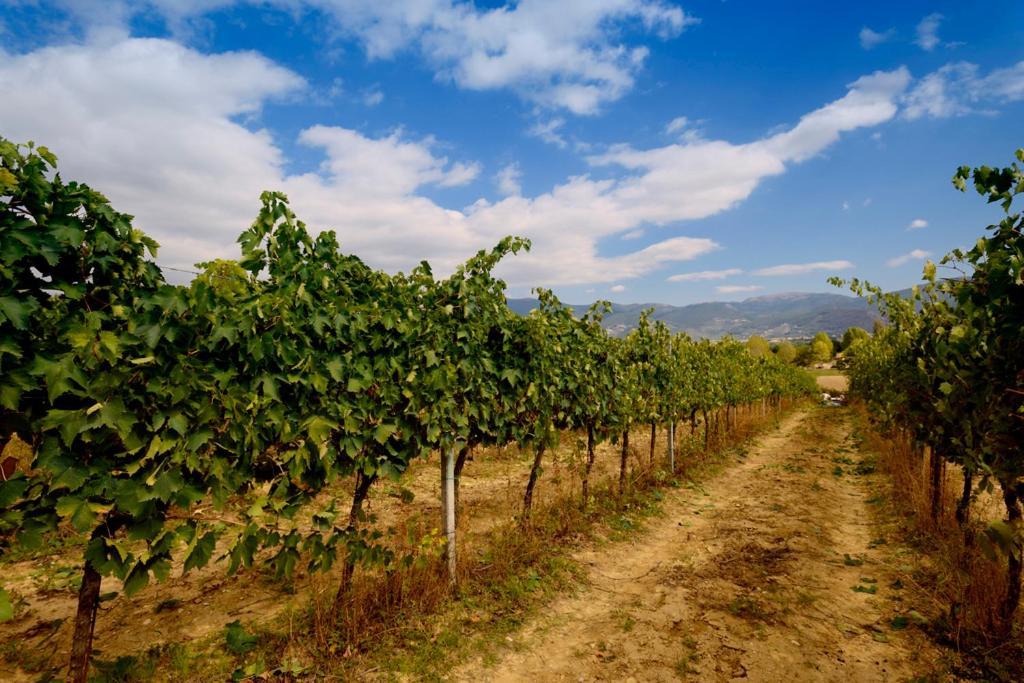 Agriturismo L'Ulivo In Fiore Spoleto Exteriör bild